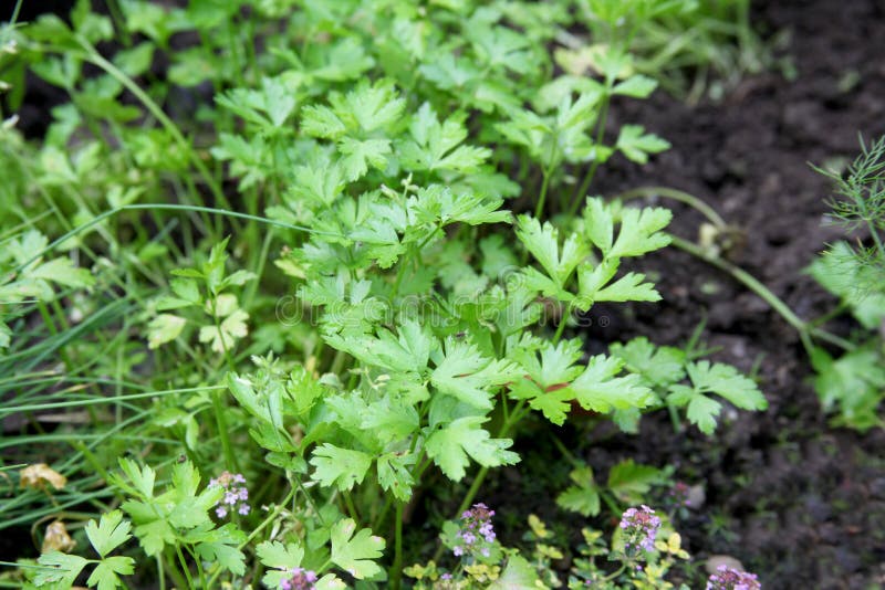 Fresh green parsley in garden stock image