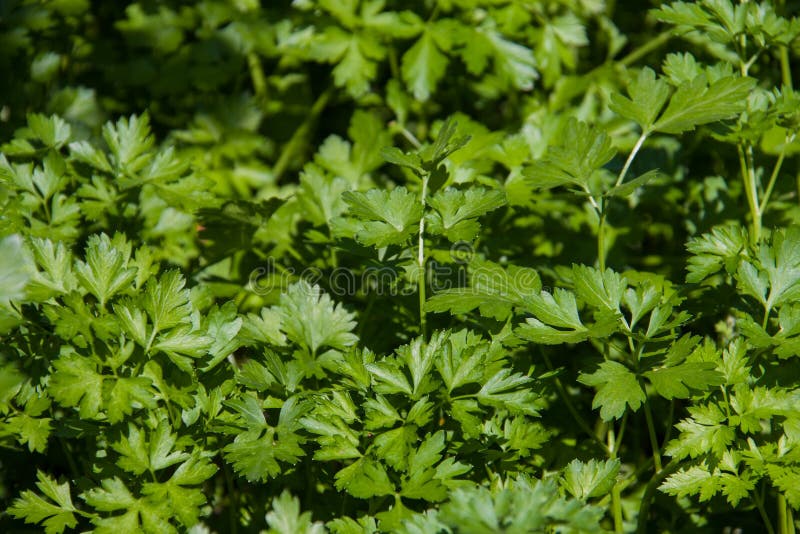 Fresh Green Parsley Leaves As Background Stock Image Image of branch