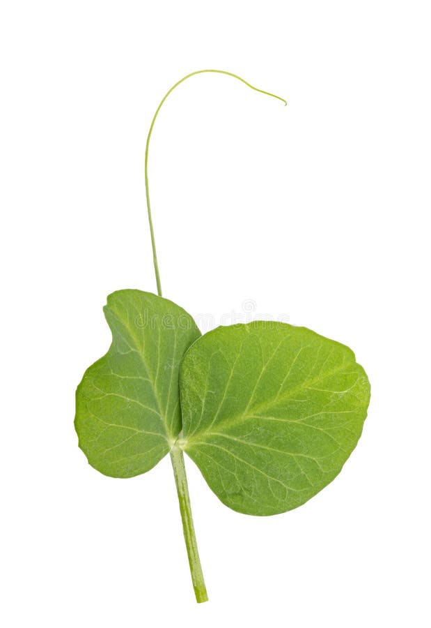 Fresh green pea leaves stock image. Image of nature 226189073