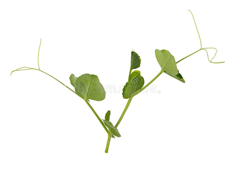 Fresh green pea leaves stock image. Image of herbal 226189095