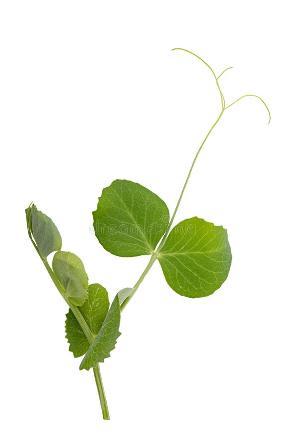 Fresh green pea leaves stock image. Image of veggie 226189101