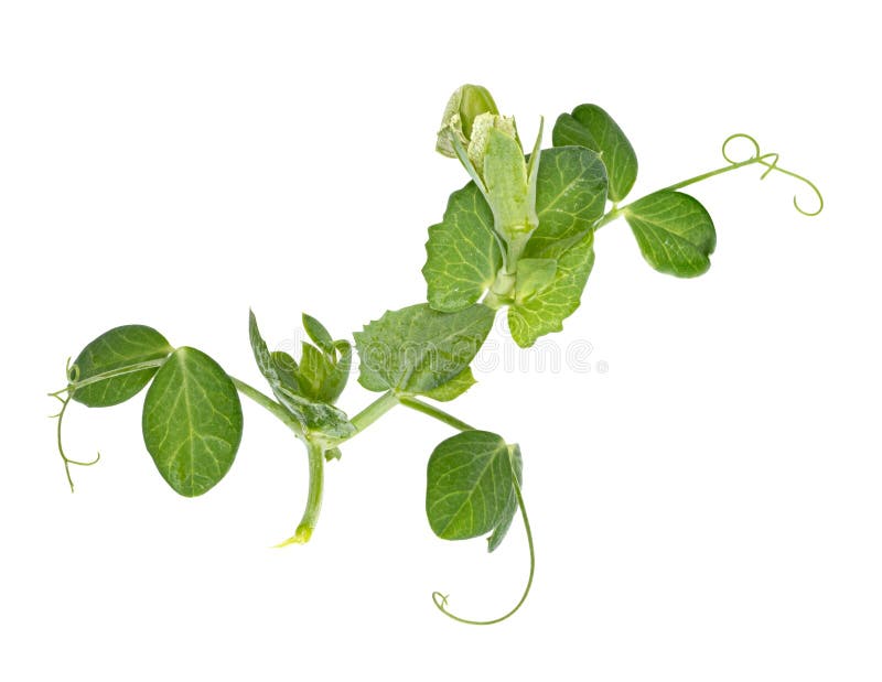 Fresh green pea leaves stock photo. Image of foliage 226526920