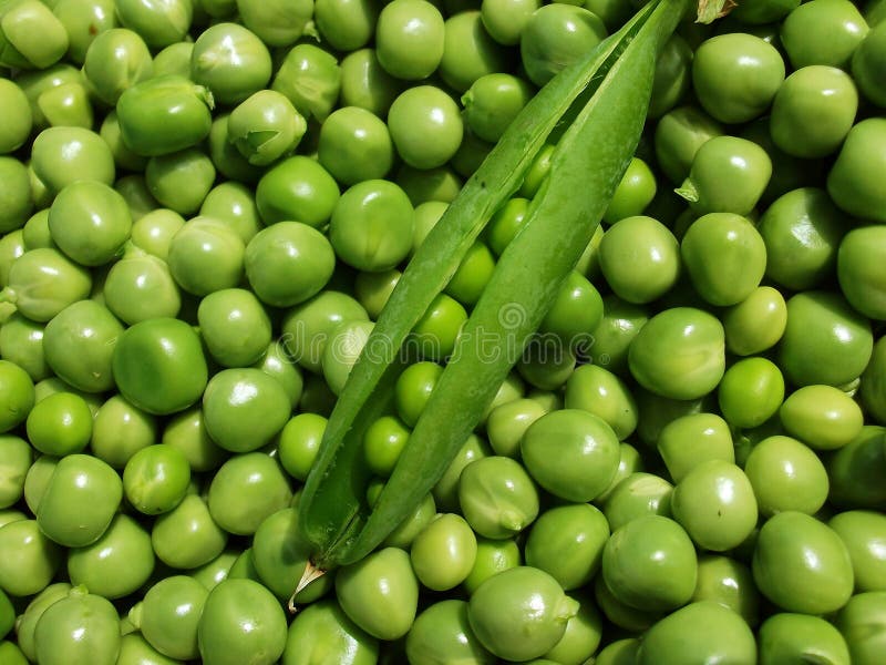 Fresh Green Pea Pods Background Stock Photo Image of color, diet 75148728