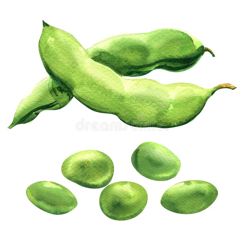 Fresh green peas, fresh beans, healthy food, organic vegetable, isolated, hand drawn watercolor illustration on white royalty free illustration Fresh green peas, fresh beans, healthy food, organic vegetable, isolated, hand drawn watercolor illustration on white royalty free illustration