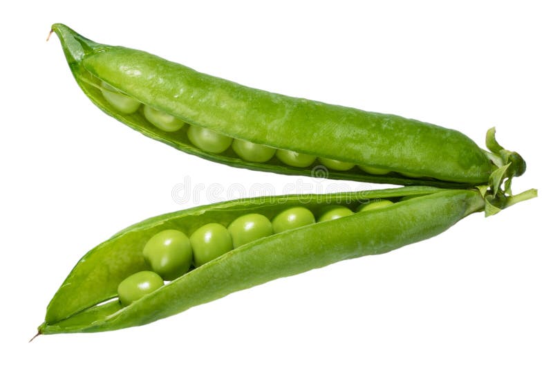 Peas In A Green Pod Isolated Stock Photo Image of agriculture, isolated 42240214