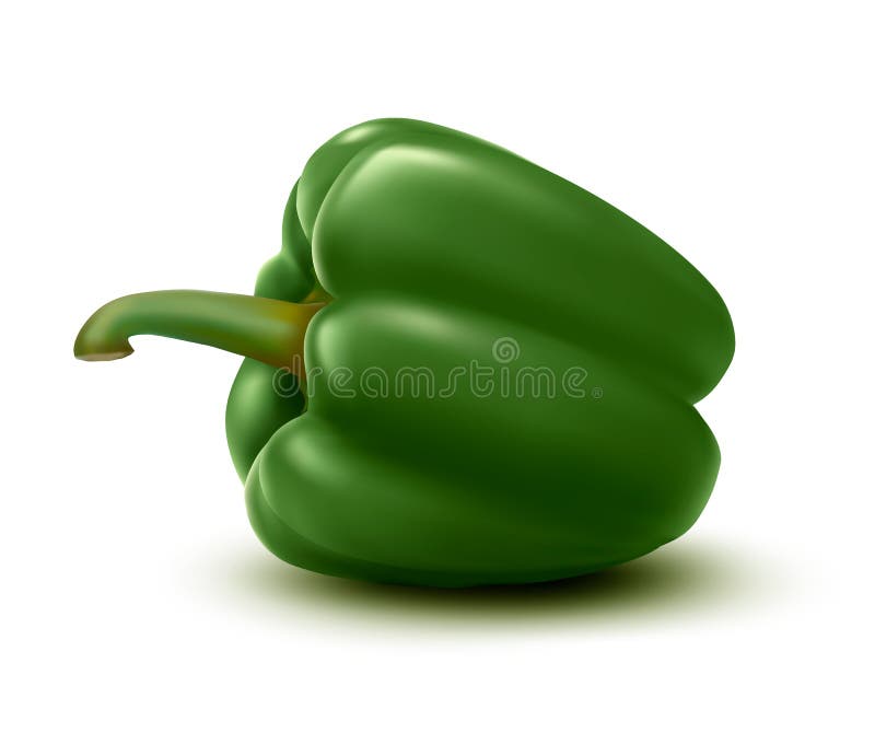 Fresh green pepper. stock illustration Fresh green pepper. stock illustration