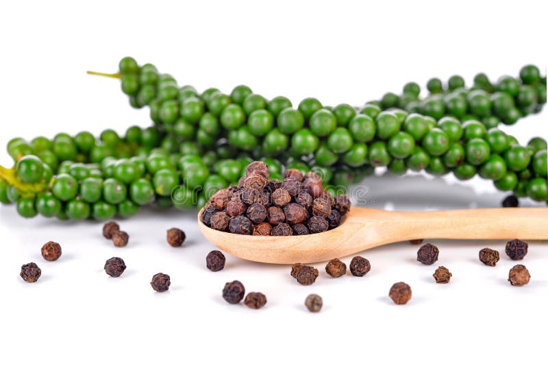 Fresh Green Peppercorns and Black Peppercorns Stock Photo Image of