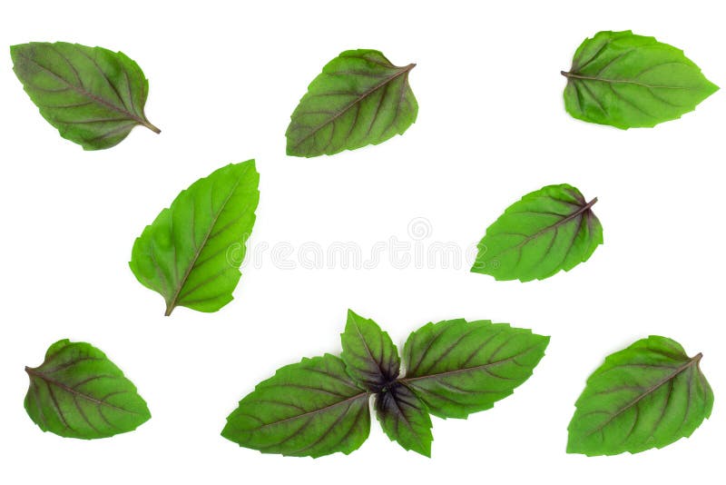 Fresh Green with Purple Leaves of Basil on White Background Stock Image