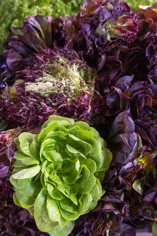 Fresh Green and Purple Butterhead Lettuce Background Stock Photo