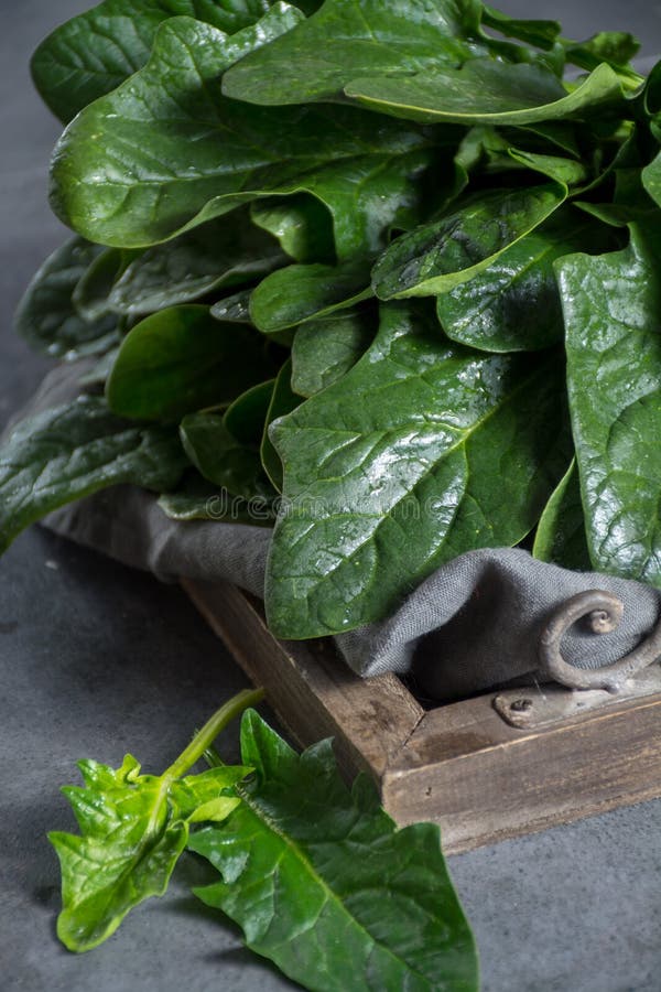 Fresh Green Raw Wild Spinach Leaves Stock Photo - Image of iron