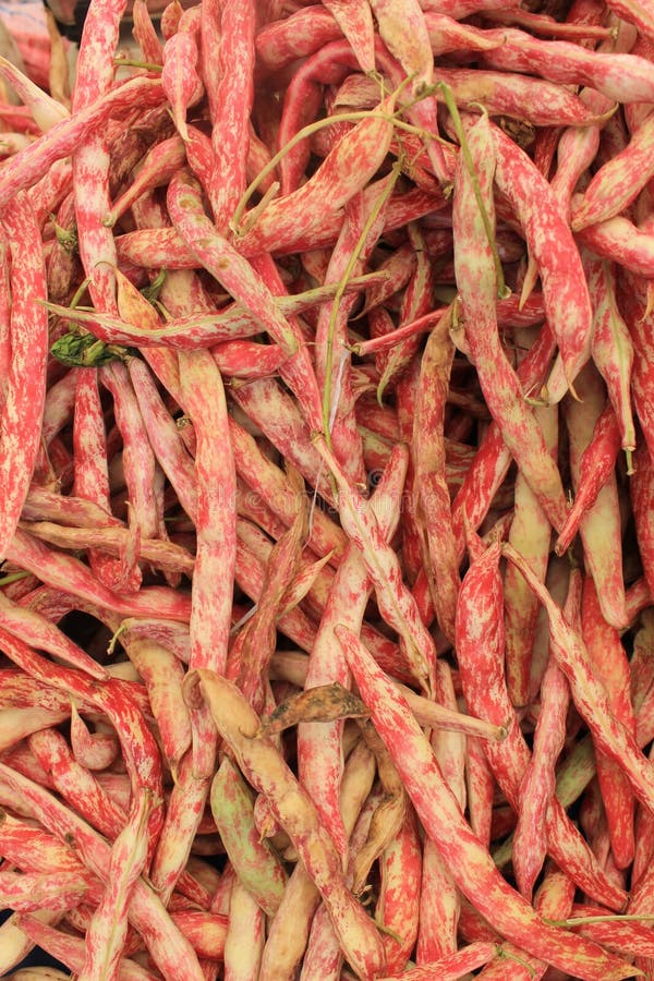 Fresh green red beans stock photo. Image of fresh, protein 60292954