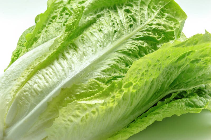 Fresh green Romain Lettuce on a white background. Close up