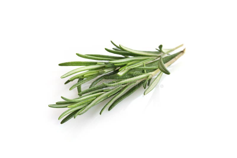 Fresh Green Sprigs of Rosemary Isolated on White Background Stock Photo