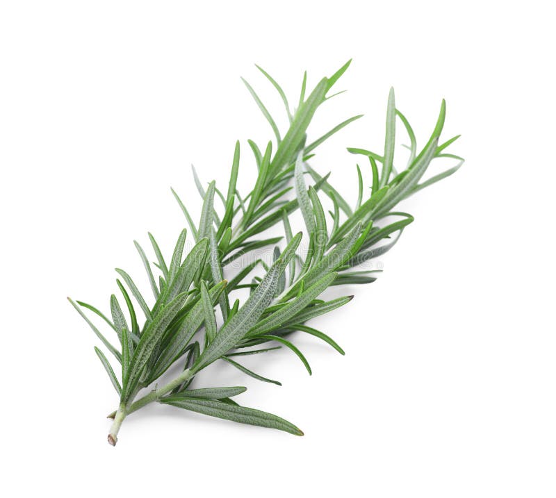 Fresh Green Rosemary Twigs Isolated on White Stock Image - Image of ...