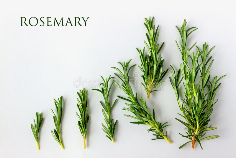 Fresh green rosemary on a white background with copy space for y stock photography Fresh green rosemary on a white background with copy space for y stock photography