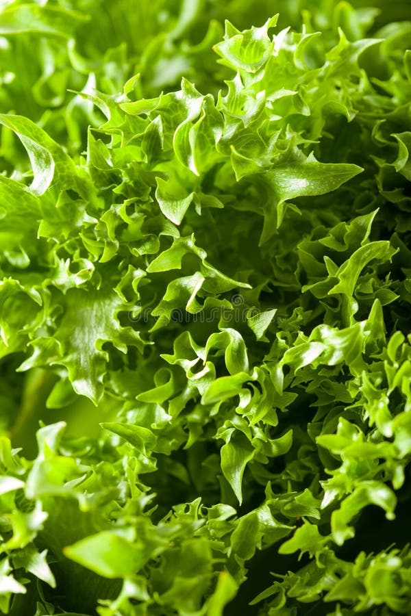 Fresh Green Salad Leaf Background Stock Photo Image of delicious