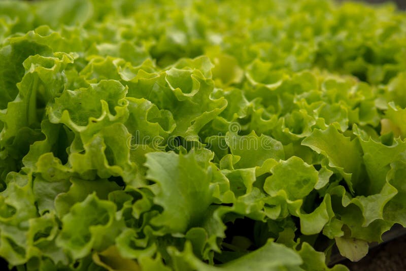 Fresh green salad leaves stock photo. Image of farming - 146577274