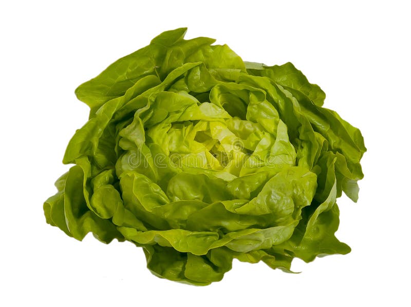Fresh Green Salad Lettuce , Isolated Stock Photo Image of organic, closeup 14542012