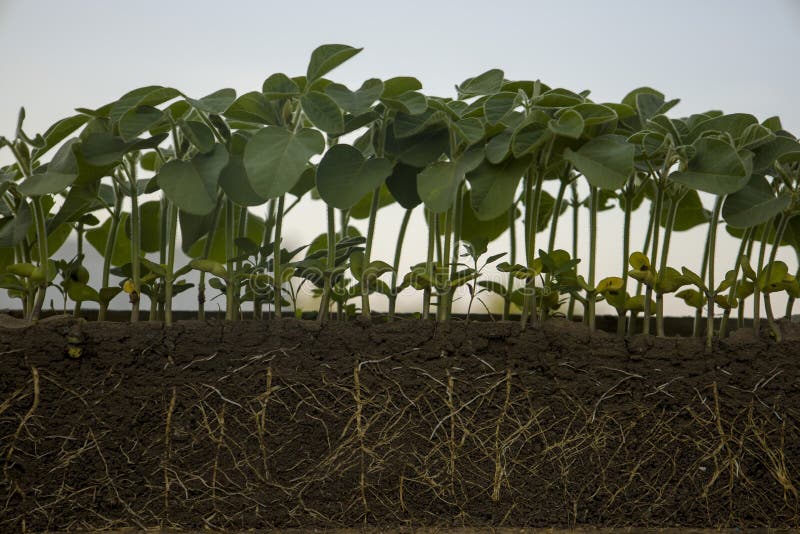 Fresh Green Soybean Plants with Roots Stock Image Image of nature
