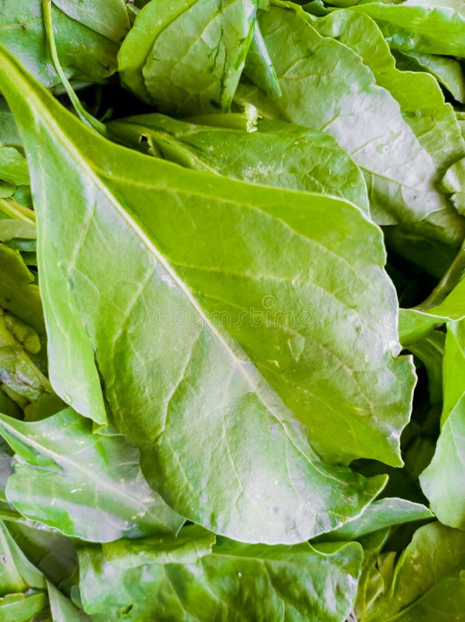 FRESH GREEN SPINACH LEAF VEGETABLE ORGANIC FOOD Stock Image Image of