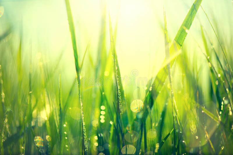 Fresh green spring grass with dew drops