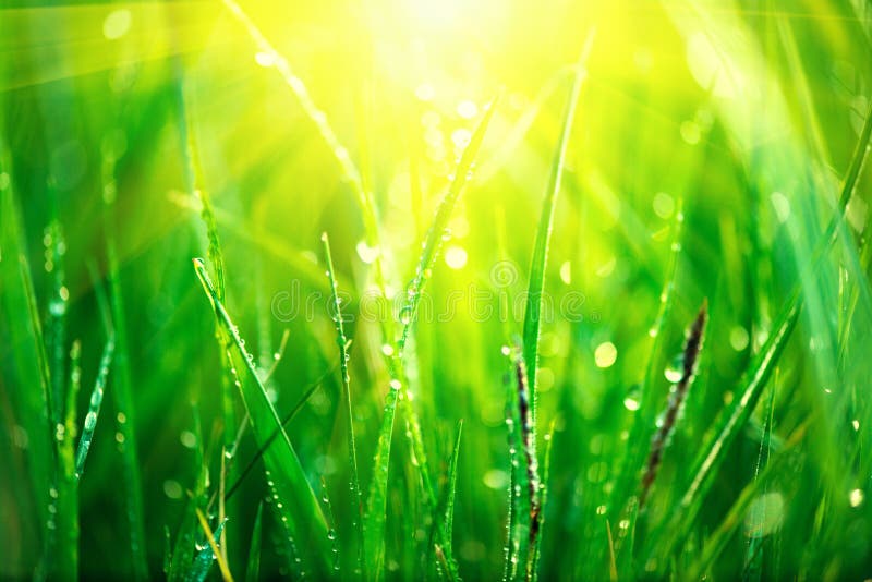 Fresh green spring grass with dew drops