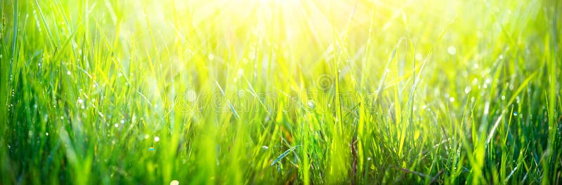 Fresh green spring grass with dew drops closeup