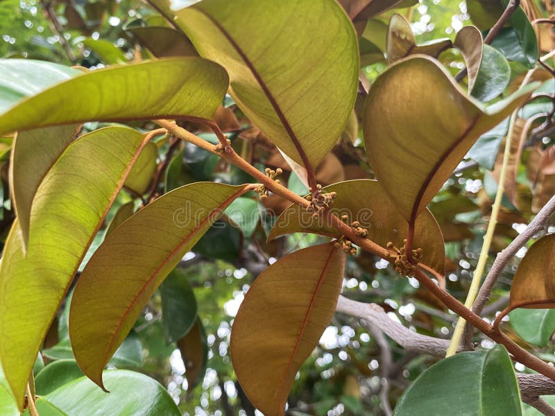 Green Star Apple Leaves of a Tree Stock Image Image of leaf, cainito