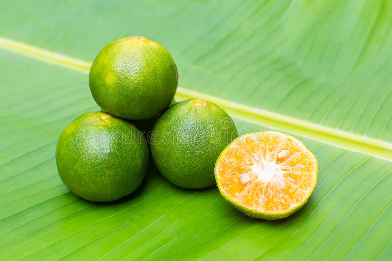 Fresh Green Tangerine on Banana Leaf Stock Photo Image of exotic