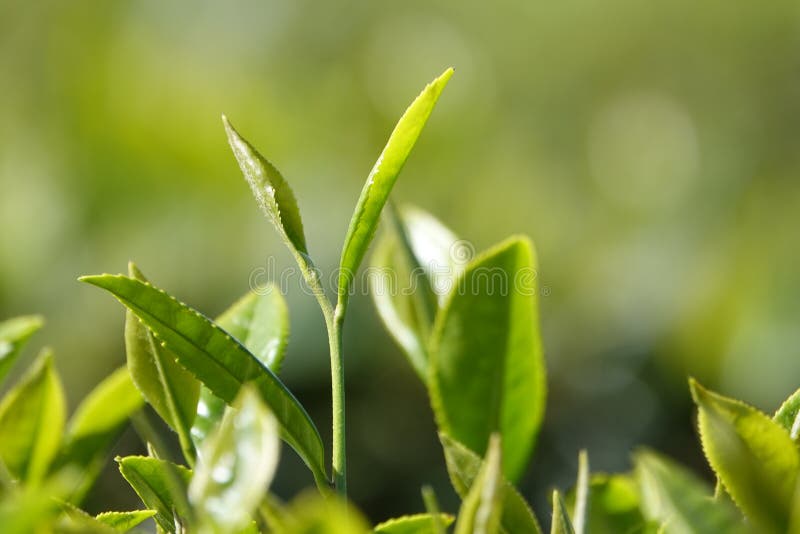 Fresh Green Tea Leaf and Bud Standout Stock Image Image of green, healthy 135256803