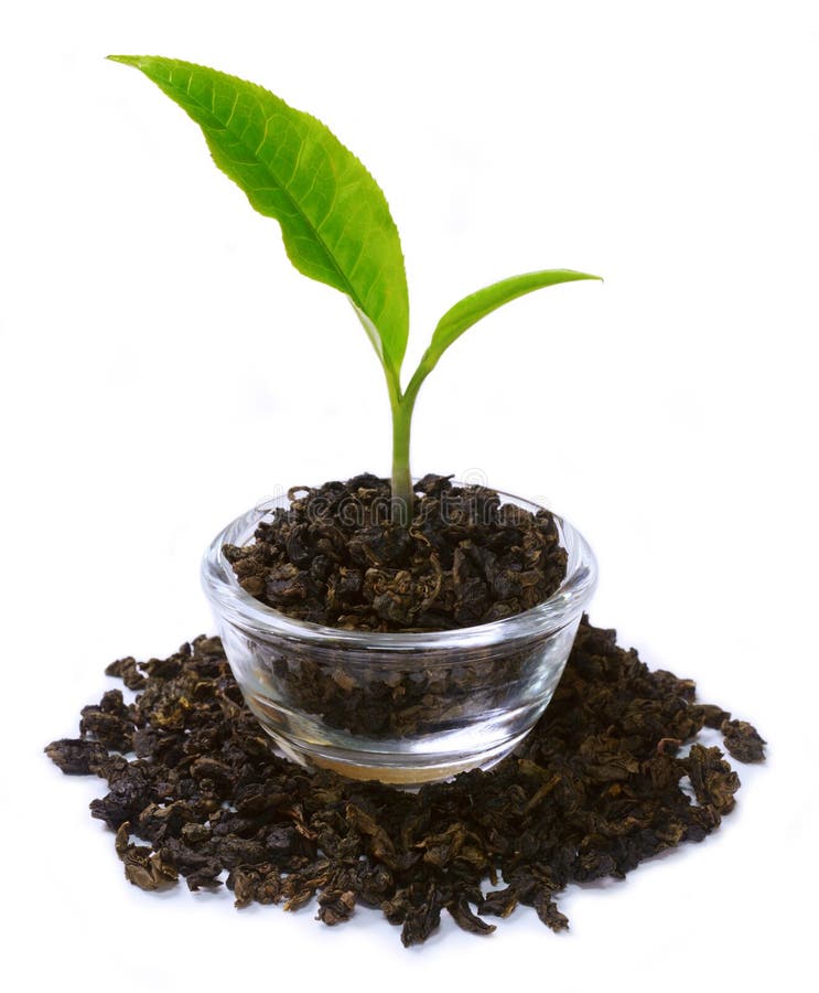 Fresh Green Tea Leaf Growing on Dried Tea Leaves. Stock Photo Image