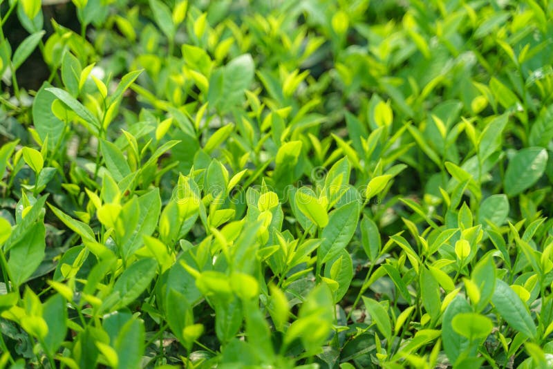 Fresh Green Tea Leaves and Buds in a Tea Plantation in Morning Stock Image Image of close