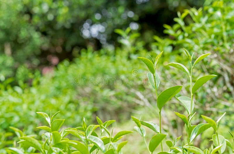 Fresh green tea leaves stock photo. Image of leaves, plantation 61499480