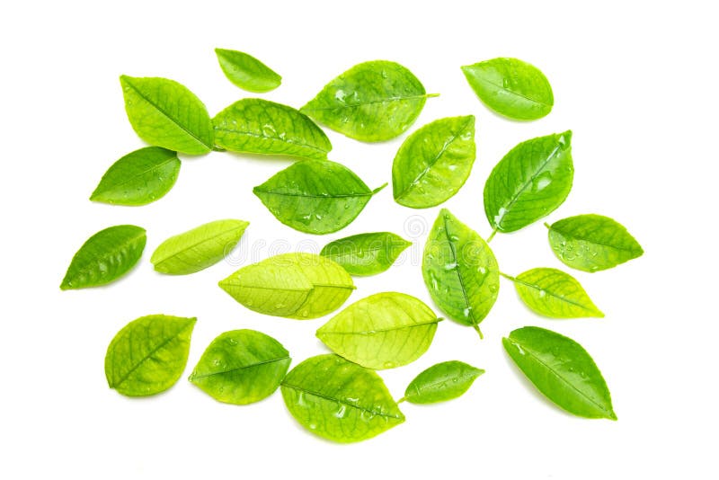 Fresh green tea leaves, stock photo. Image of leafs 187704276