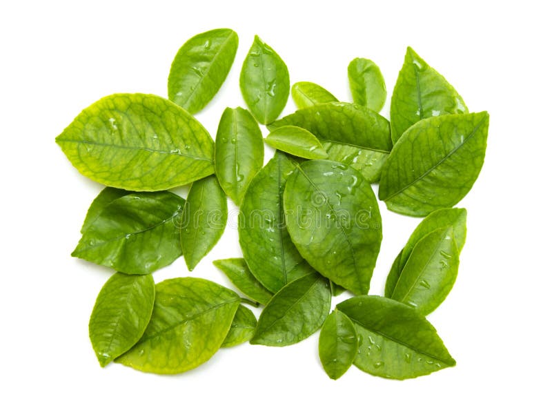 Fresh green tea leaves, stock photo. Image of branch 187704282