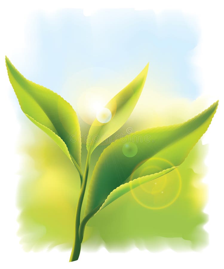 Fresh green tea leaves in the rays of sun. stock illustration