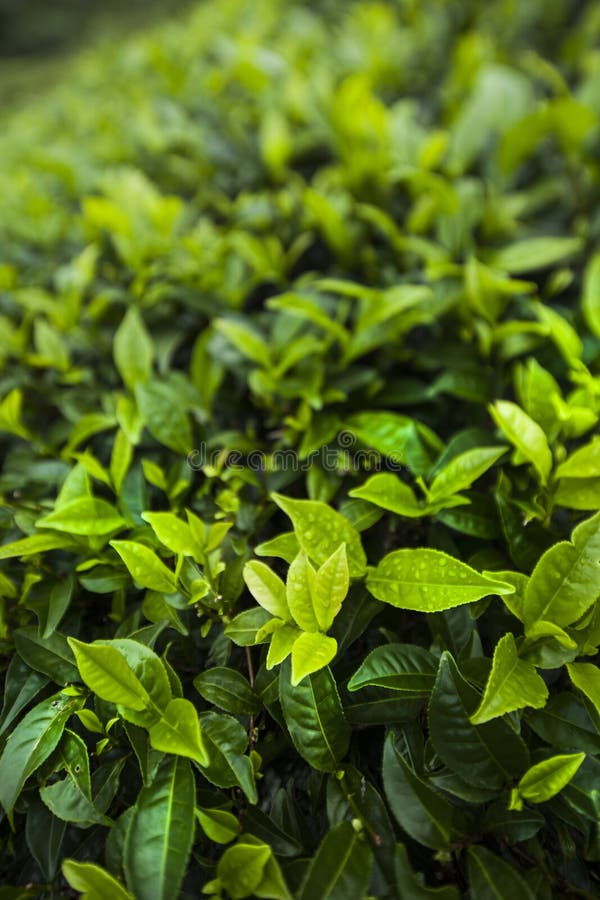 Fresh Green Tea Plantation at Sri Lanka Stock Image Image of cameron, mountain 218704563