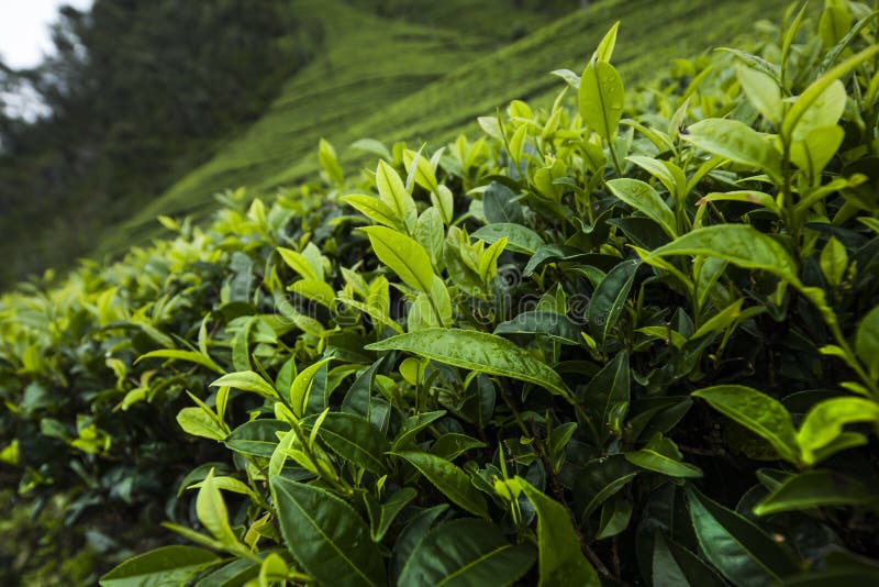 Fresh Green Tea Plantation at Sri Lanka Stock Photo Image of landscape, cultivation 218704796
