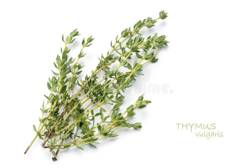 Thyme (Thymus vulgaris) stock image. Image of thymus, naturally 3119187