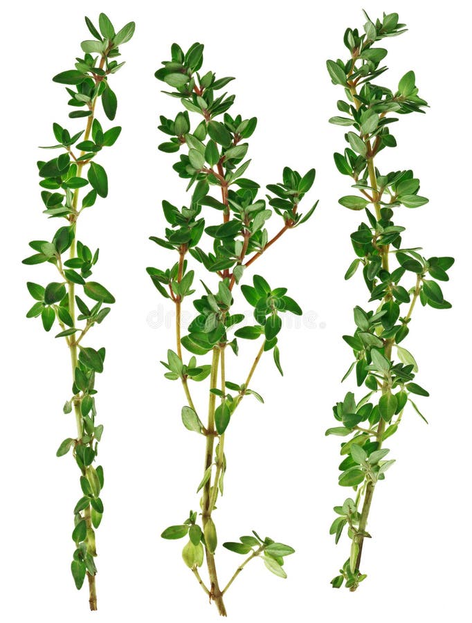 Fresh green thyme twigs, isolated stock photo