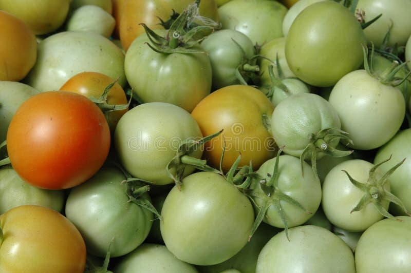 Fresh green tomato