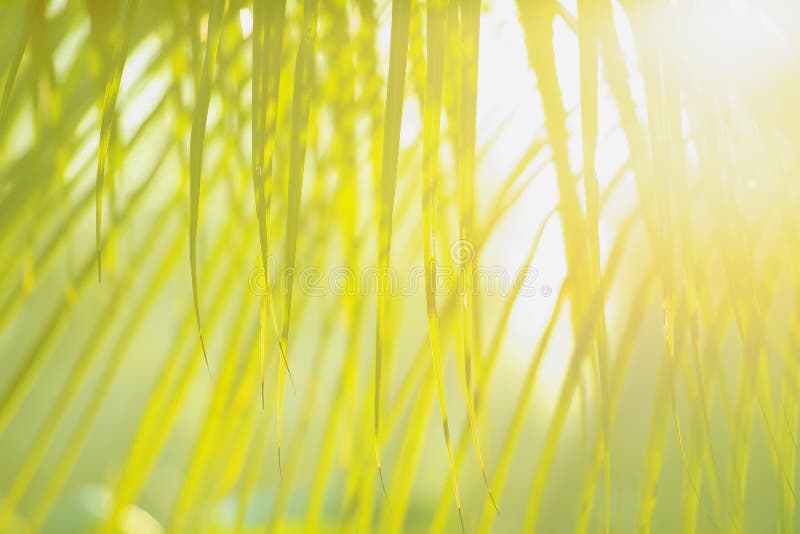 Fresh green tree leaves with frame of natural background.Abstract blur green color for nature background,blurred and defocused royalty free stock images Fresh green tree leaves with frame of natural background.Abstract blur green color for nature background,blurred and defocused royalty free stock images