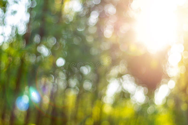 Fresh Green Tree Light Blury Bokeh Texture.select Focus. Stock Image Image of blury, defocus