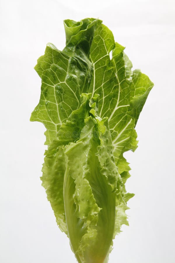 Fresh green vegetables stock image. Image of rural, fiber 14587737