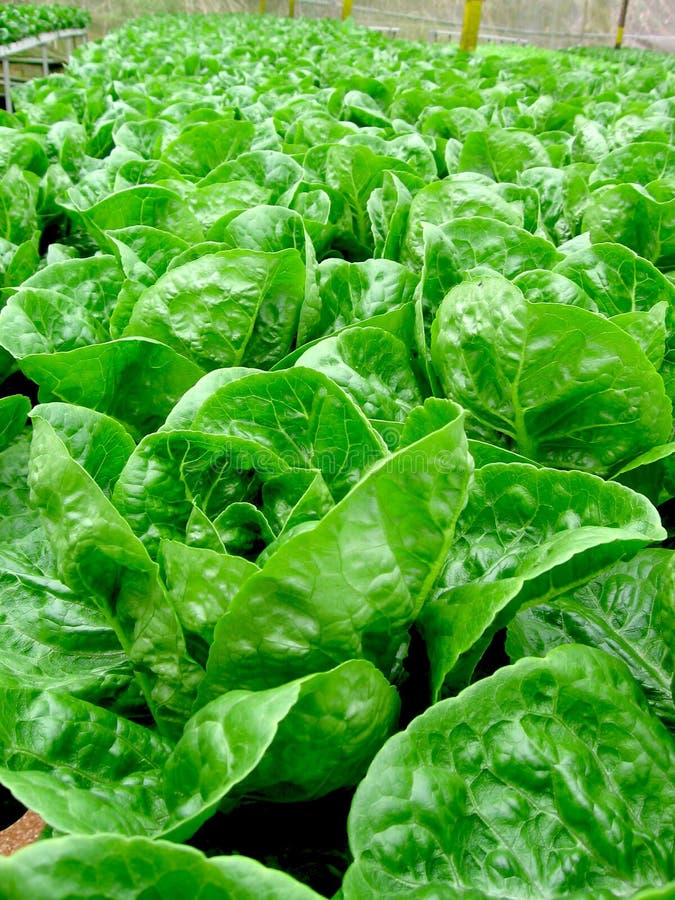 Fresh Green Vegetables stock image. Image of leaves, colorful 4013093