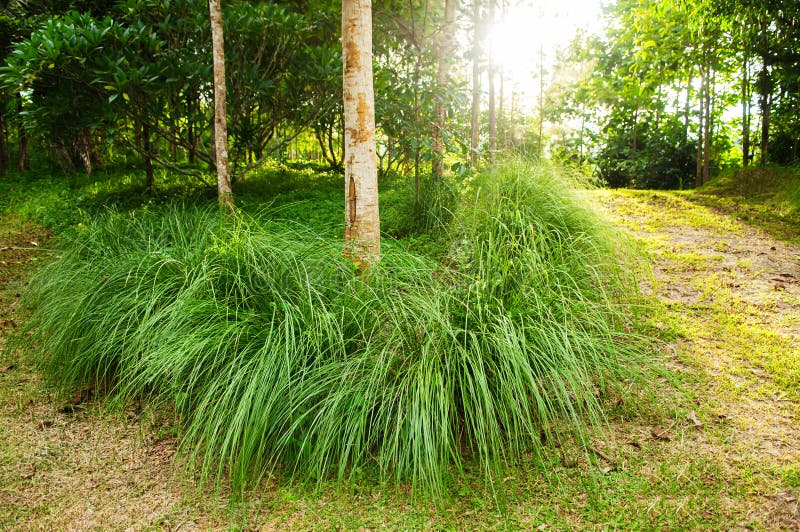 Fresh Green Vetiver grass bush in orchard under evening light