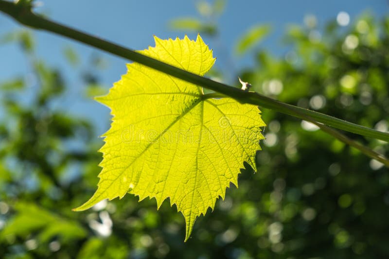 Fresh green vine leaf stock image. Image of design, italy 78887421