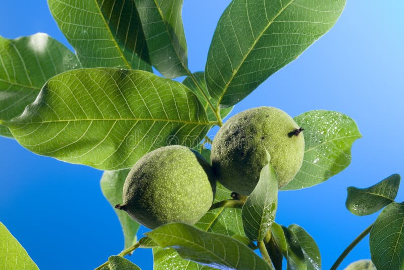 Fresh green walnut royalty free stock photography