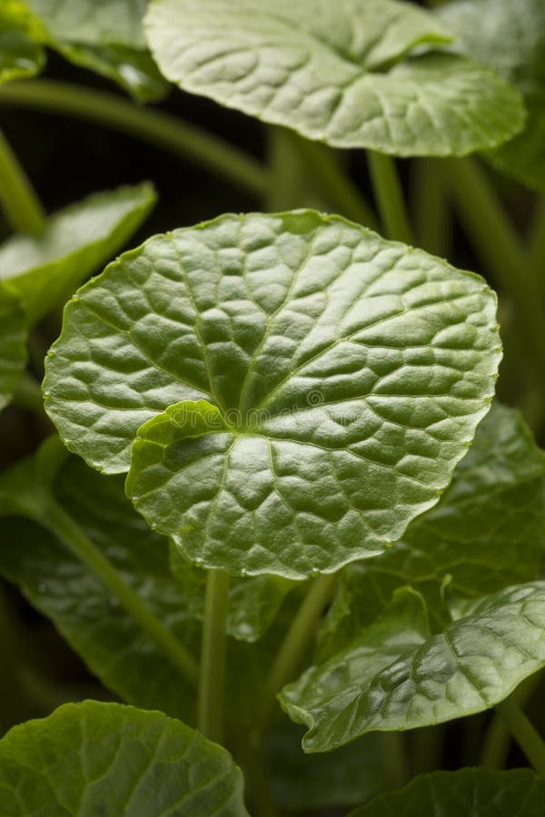 Fresh green wasabi plant stock photo. Image of healthy 115518510