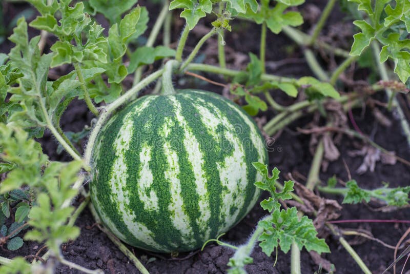 Watermelon in a Vegetable Garden Stock Photo Image of marketplace